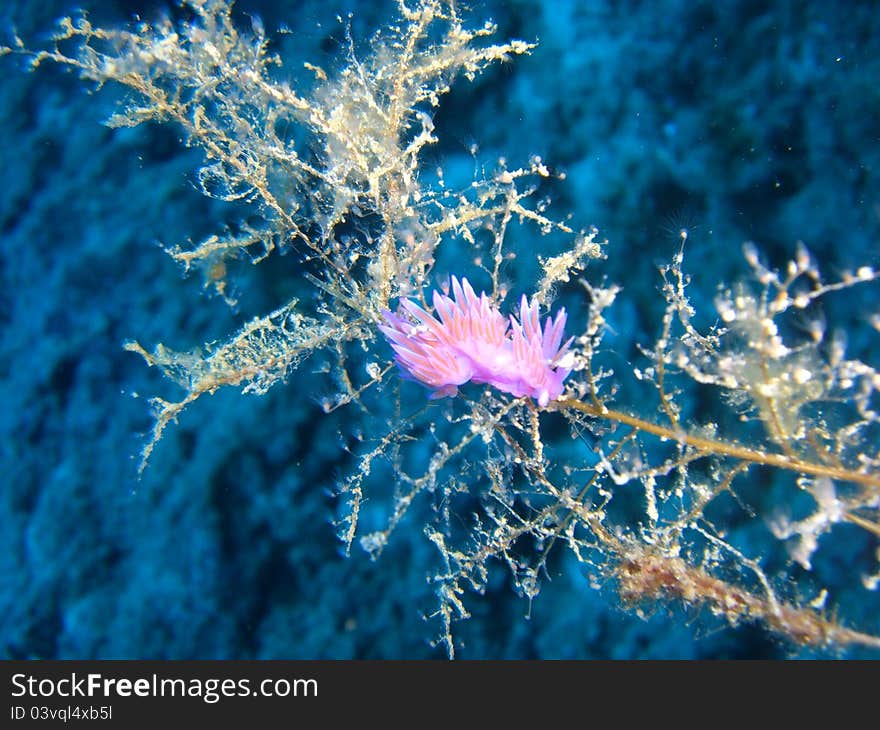 Flabellina nudibranch in mediterranean sea