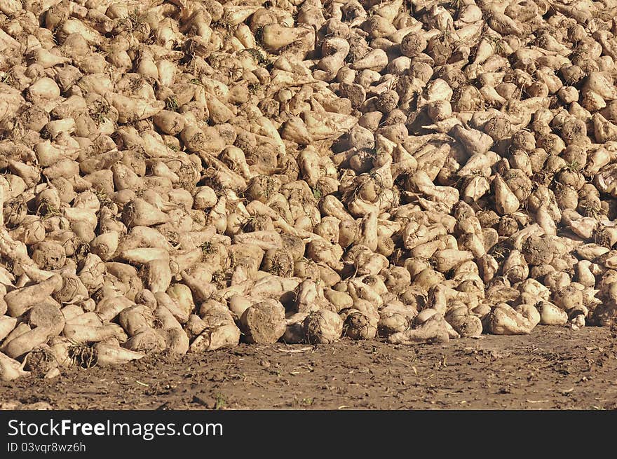 Heaps of sugar beets extended along a field