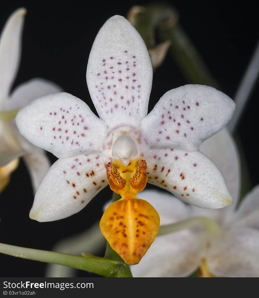 Orchid phalaenopsis hybrid over black