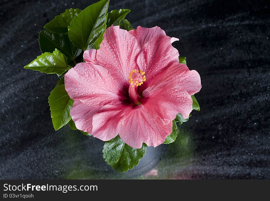 Beautiful pink hibiscus flower isolated over black background. Beautiful pink hibiscus flower isolated over black background