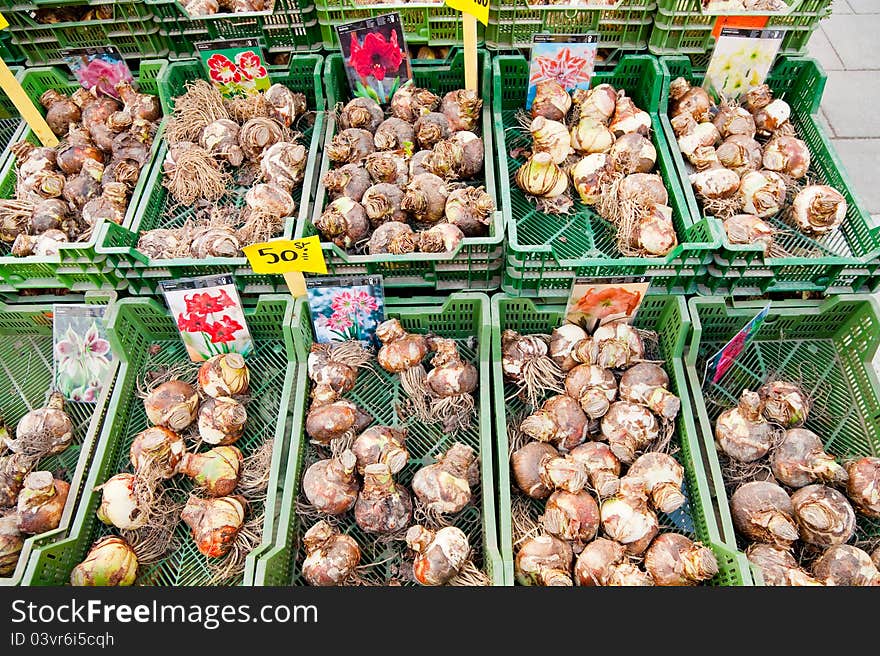 Tulip bulbs sales on street market in Stockholm, Sweden