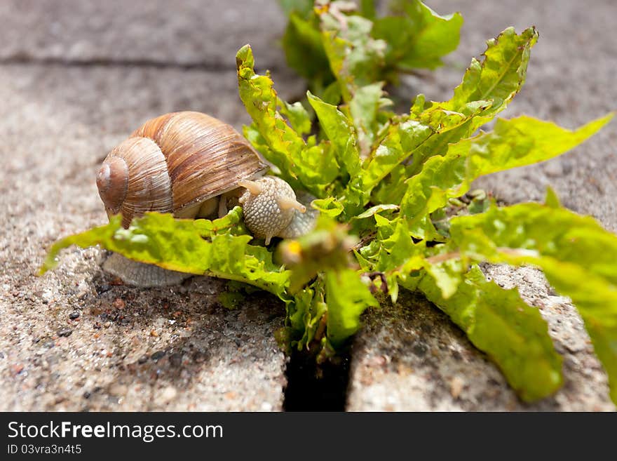 Snail Eating Leaves