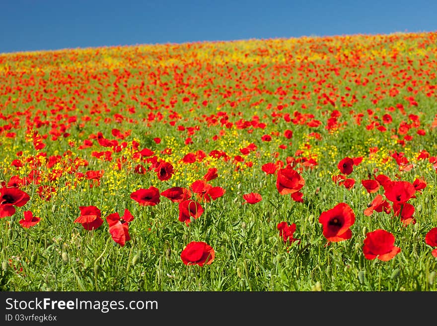 Bright red poppy flowers in full bloom covering a field. Bright red poppy flowers in full bloom covering a field