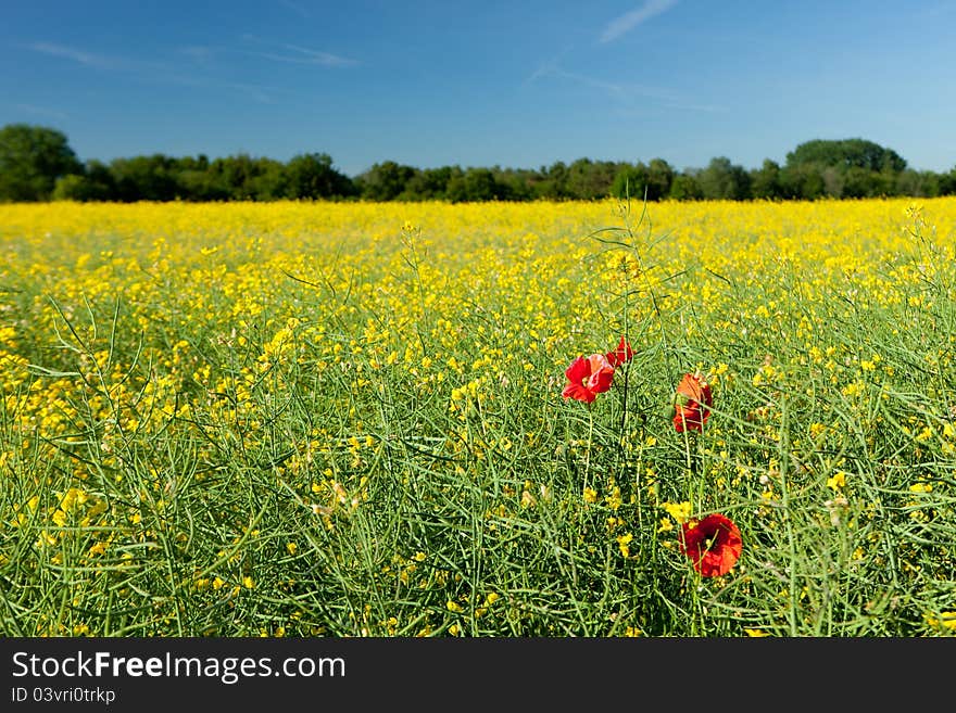 Rapeseed Field