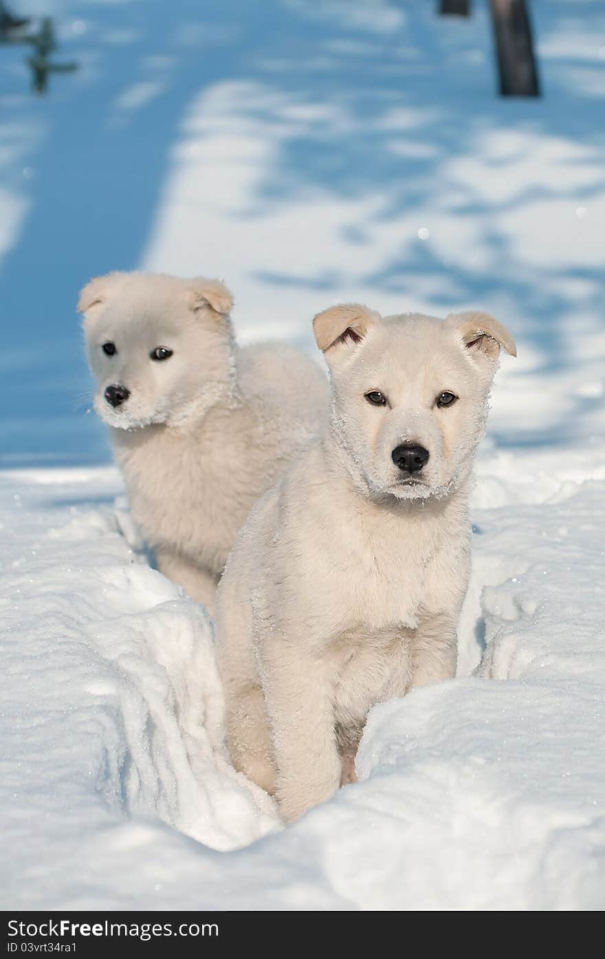 Two puppies in the deep snow in the woods. Two puppies in the deep snow in the woods.