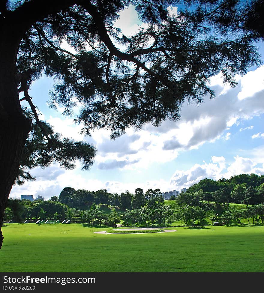 Sunny meadow with cloudy sky and pine tree