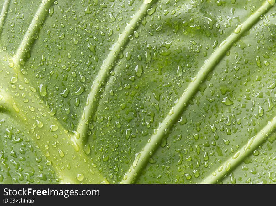 A green leaf with water droplets Marquise