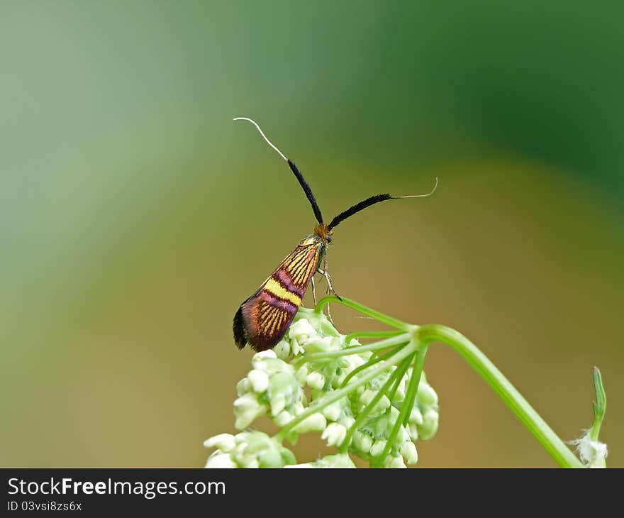 Colourful Longhorn moth.