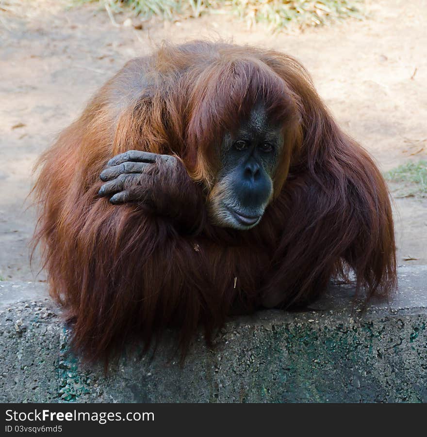 Orangotang with human expression at Ramat-Gan