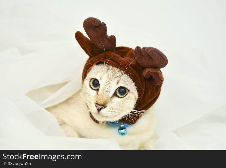 Cat dress up the elk hat