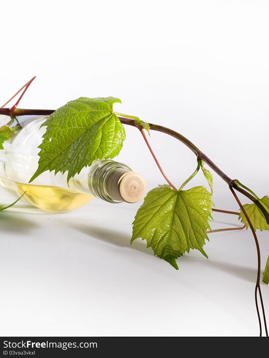 Bottle of white wine and vine branches