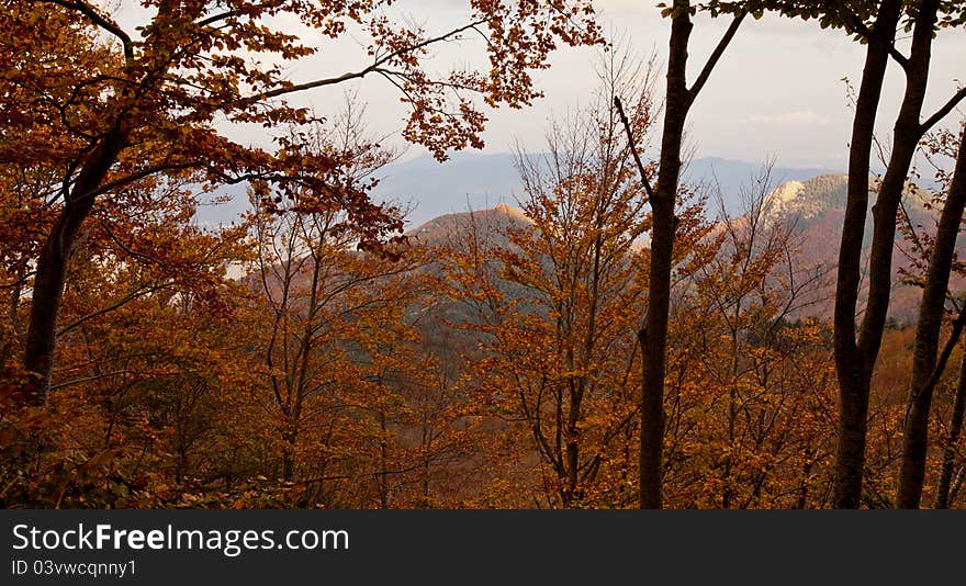 View through the autumn vegetation