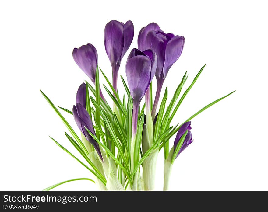 Beautiful violet flower isolated on white