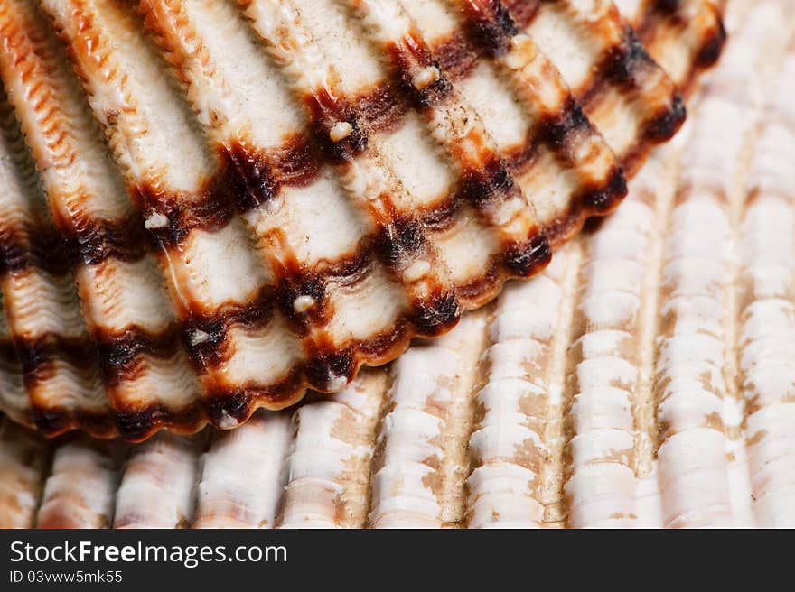 A closeup of two seashells. A closeup of two seashells