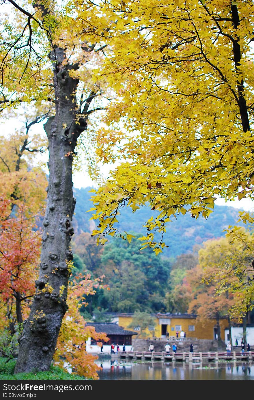 Yelllow red maple leaves on the trees in autumn