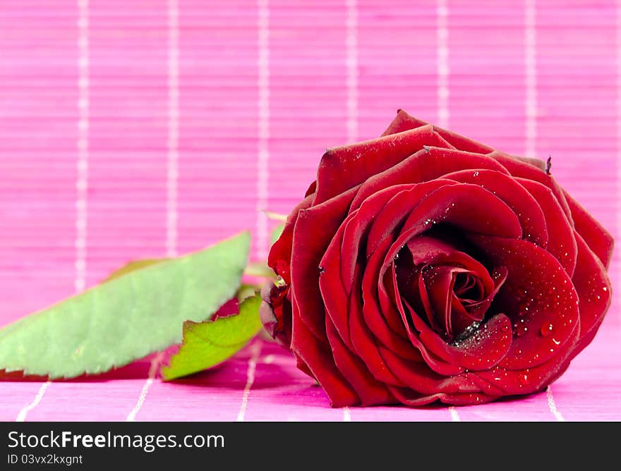 A red rose on pink bakground