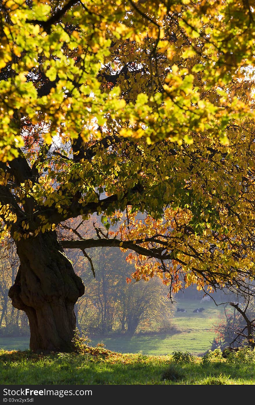 Autumnal colors in the countryside. Autumnal colors in the countryside