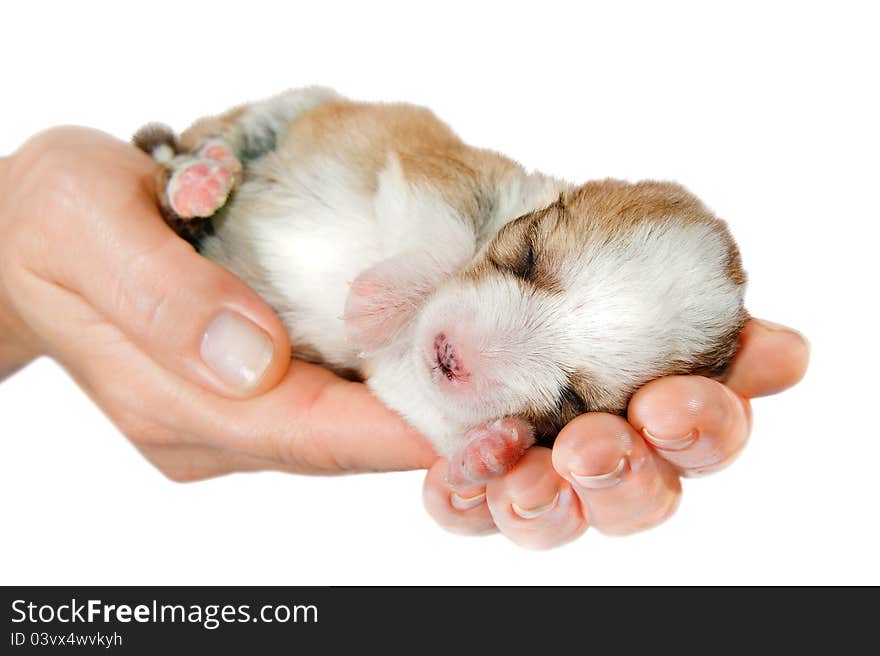 Newborn puppy in the caring hands