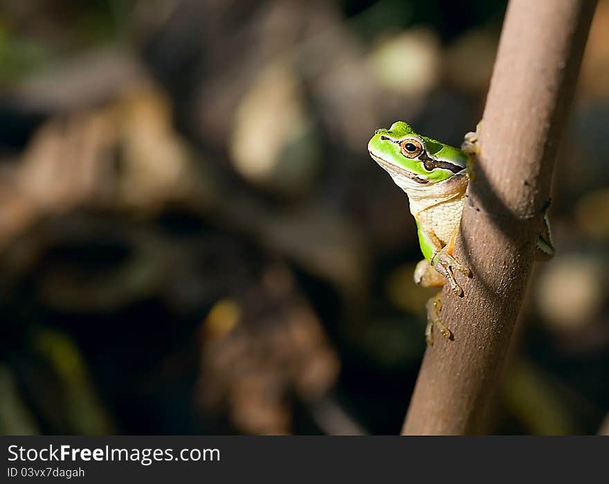 Frog On A Branch