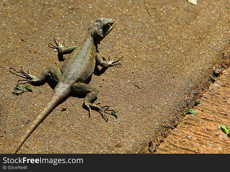 Lizard on the ground