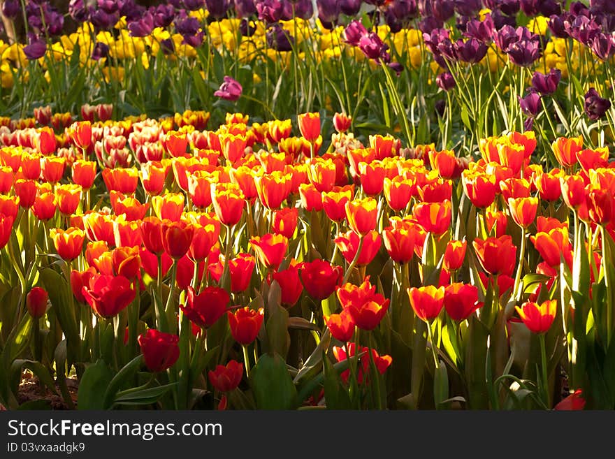 Field of tulips at Chiangrai, Thailand.