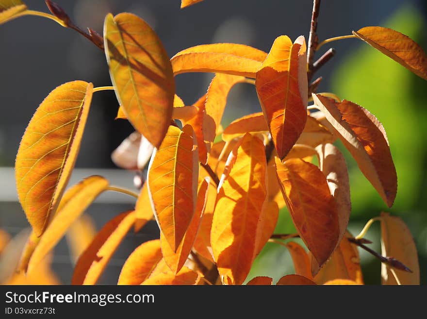 Autumn leaves