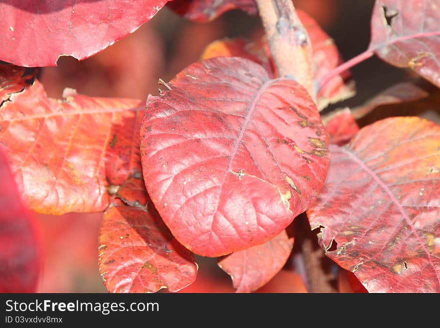 Autumn Leaves