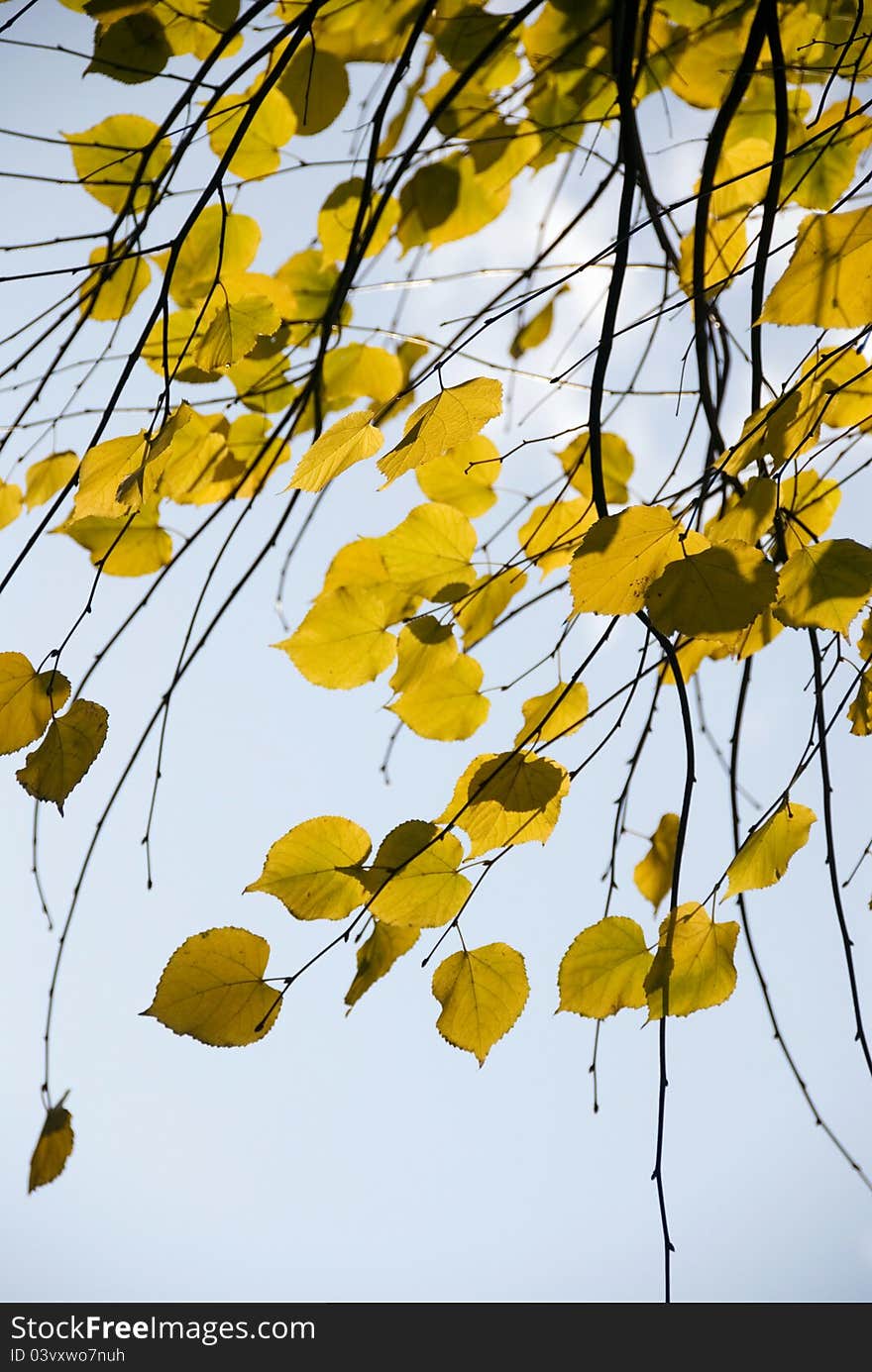 Yellow autumn leaves and branches against the blue sky