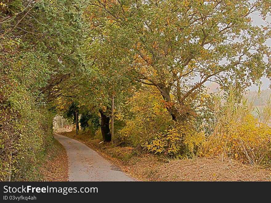 Golden trees surround the bend road