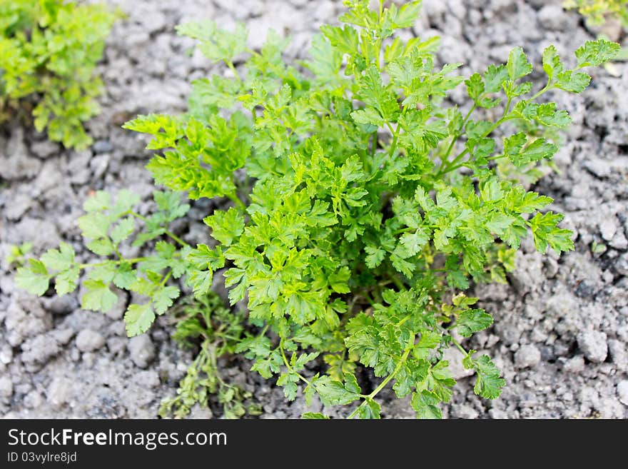 Green parsley