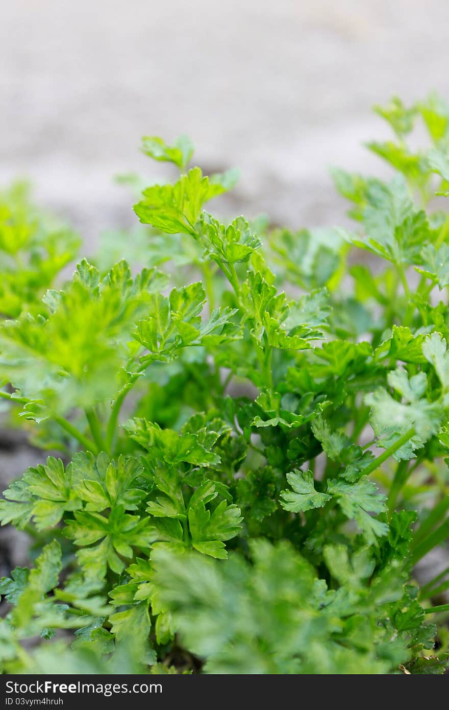 Green Parsley