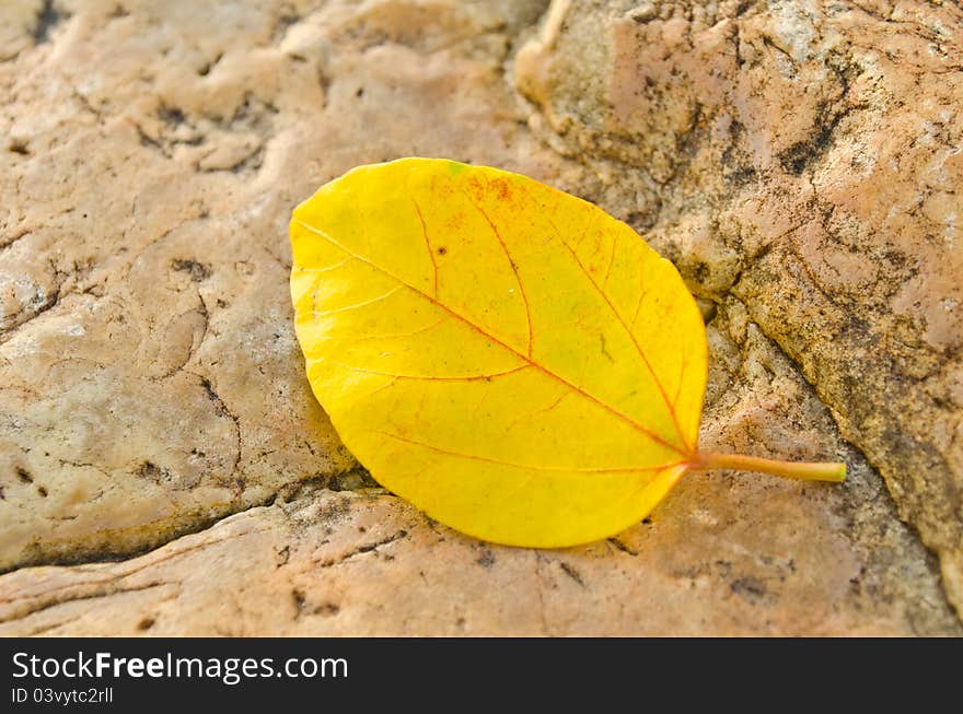 Falled yellow leaf on stone