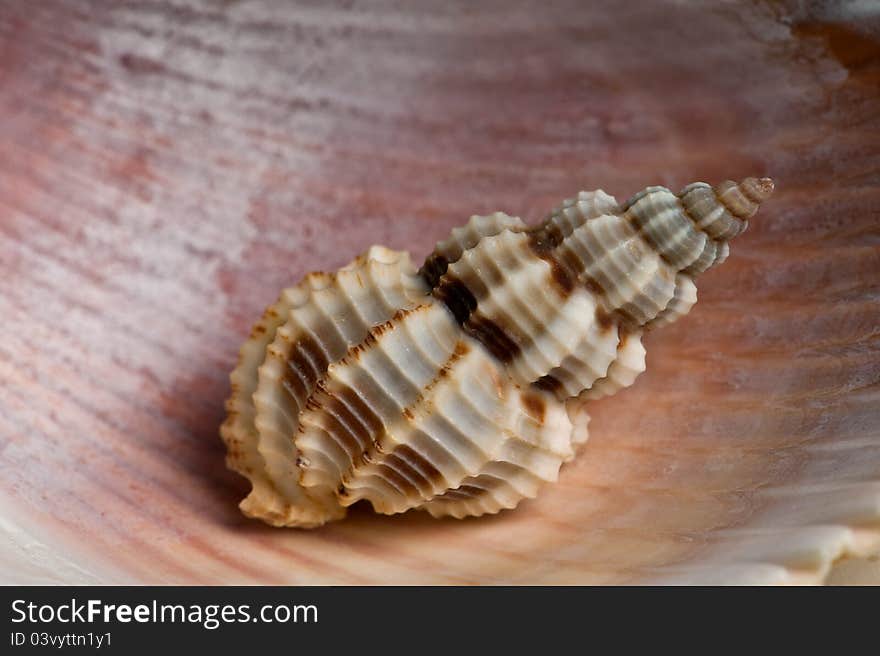 A closeup of seashell on a seashell. A closeup of seashell on a seashell