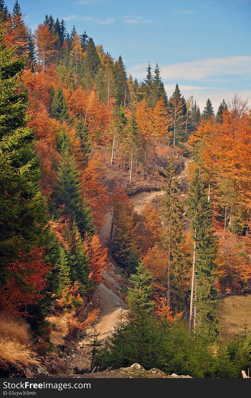 Colored mountain forest in autumn time. Colored mountain forest in autumn time