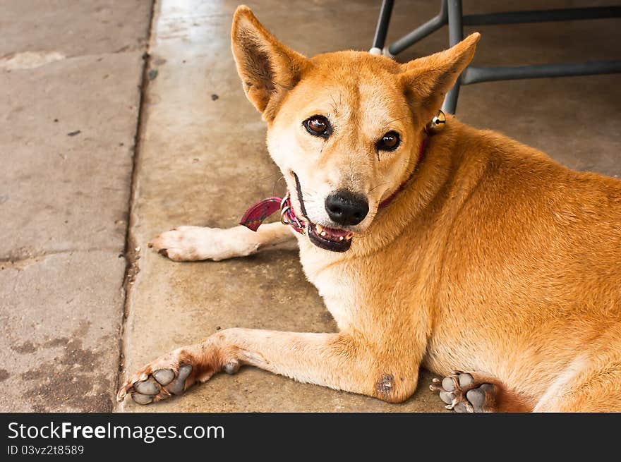 The brown dog person staring at him. The brown dog person staring at him.