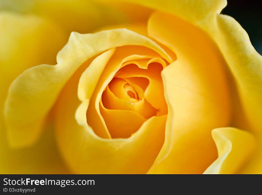 A macro shot of a yellow rose. A macro shot of a yellow rose