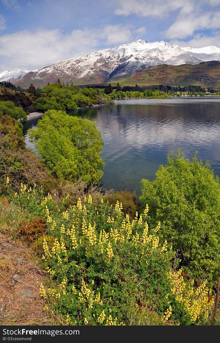 Yellow Luppins in full flower at Glendhu Bay on the shores of Lake Wanaka, New Zealand. In the foreground are iconic Otago luppins and the crystal clear waters of Lake Wanaka, In the background is the Glendhu Bay holiday park and motor camp. In the distance is the Mount Aspiring National Park and the snowy mountains of the Southern Alps. Yellow Luppins in full flower at Glendhu Bay on the shores of Lake Wanaka, New Zealand. In the foreground are iconic Otago luppins and the crystal clear waters of Lake Wanaka, In the background is the Glendhu Bay holiday park and motor camp. In the distance is the Mount Aspiring National Park and the snowy mountains of the Southern Alps.