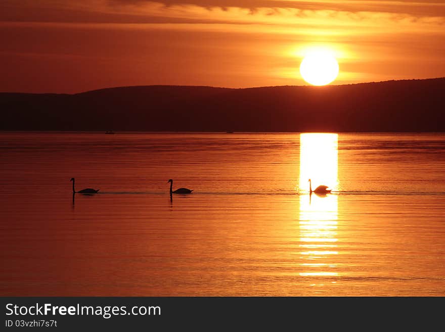 Three swans swimming in the lake at sunset.