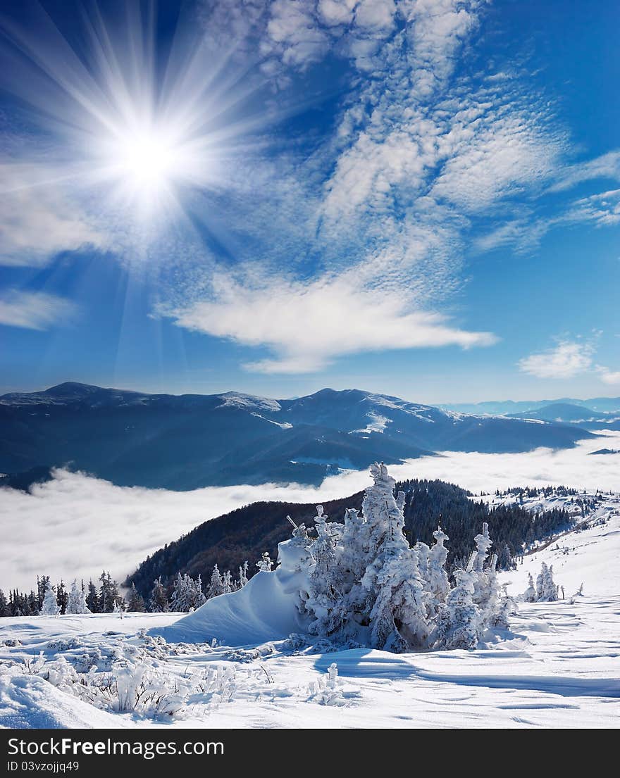 Winter landscape with fur-trees and fresh snow. Ukraine, Carpathians