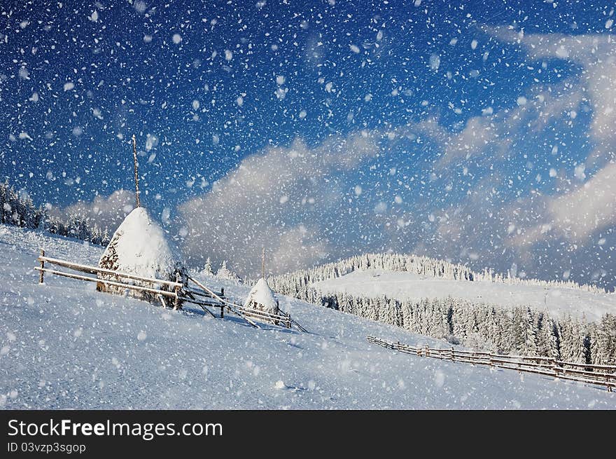 Winter landscape with fur-trees and fresh snow. Ukraine, Carpathians