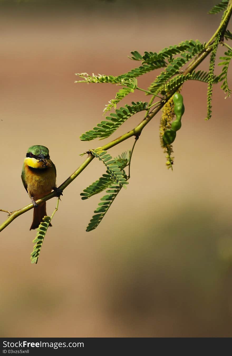 Little Bee-eater alighted on a branch, keeping his pray in the beak.