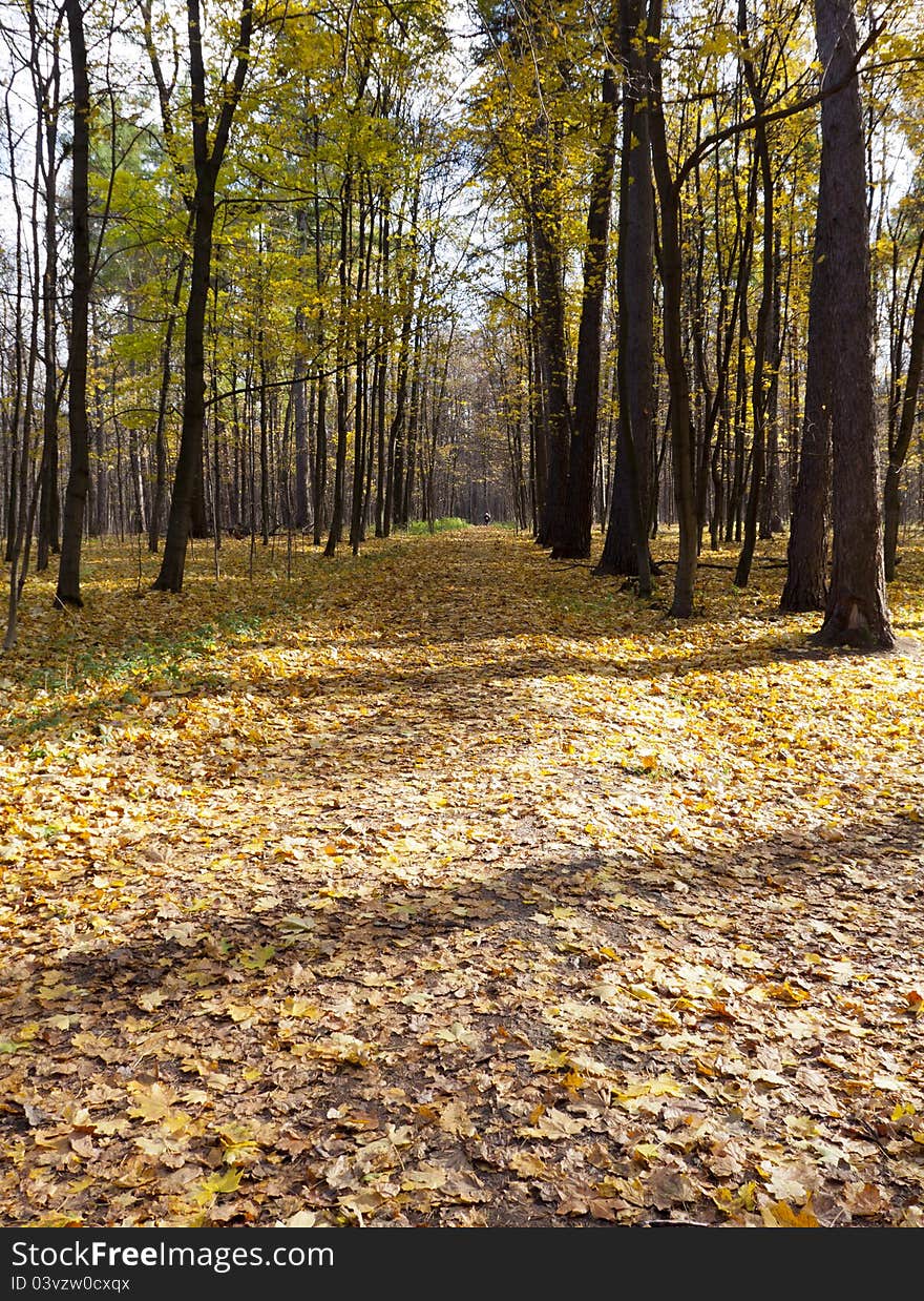 Walking in autumn city park. Walking in autumn city park