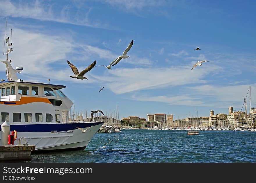 Seagulls in the port