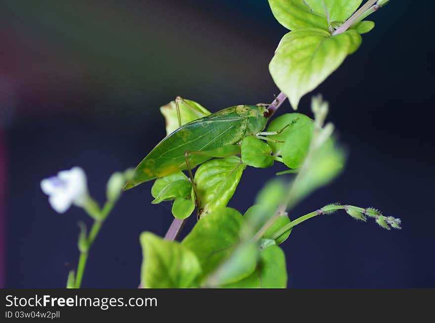 Cricket grasshopper