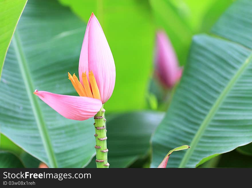 Pink banana blossom