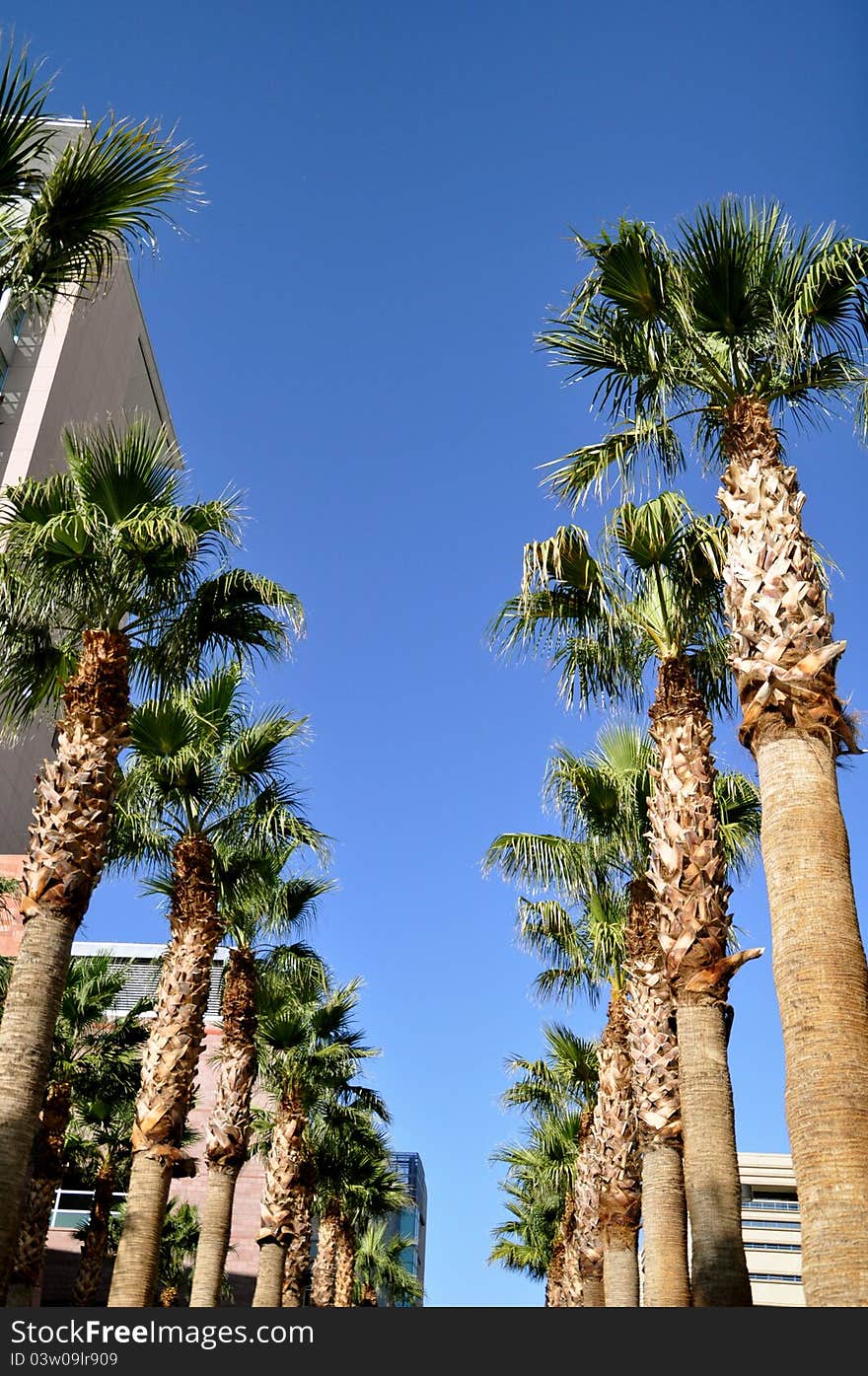 Palm trees against blue sky