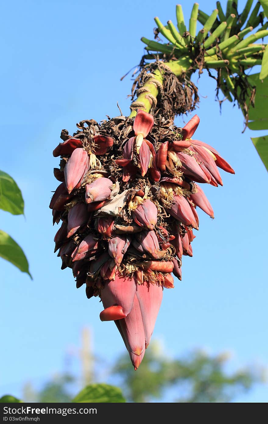 Exotic banana blossom  in the groves