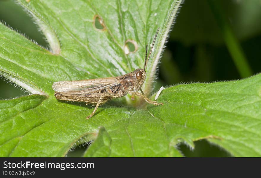 Grasshopper sitting on green sheet.