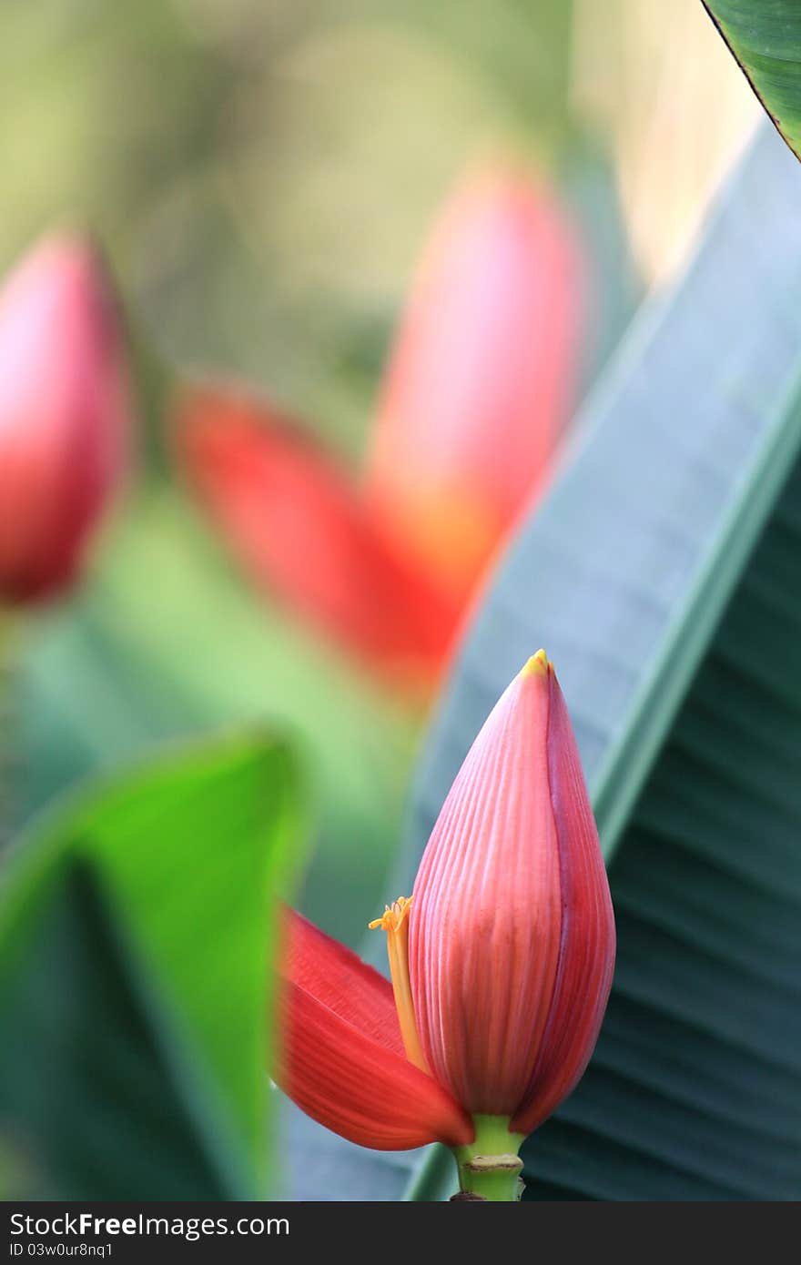 Pink banana blossom