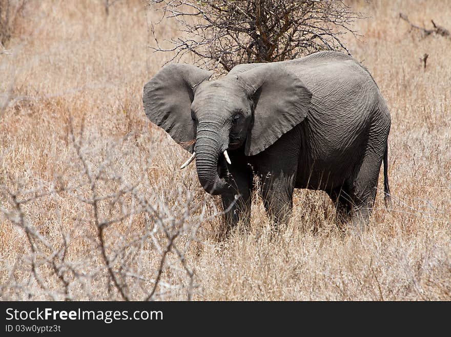 Elephant standing between the bushes eating grass